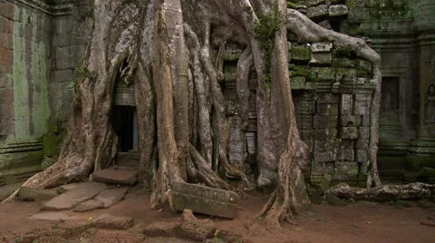 Giant tree root growing over the entrance of a ancient angkor temple Video stock 942675