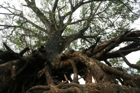 Giant tree root in Ubon Ratchathani Stock Photos