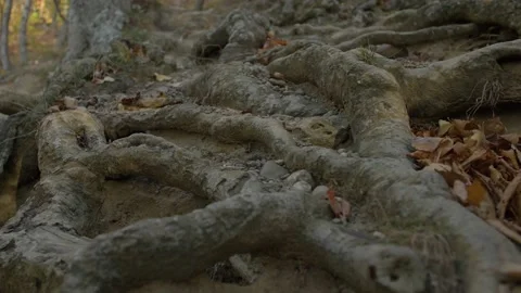 Giant tree roots above ground in autumn forest. Autumn landscape. Stock Footage 233684967