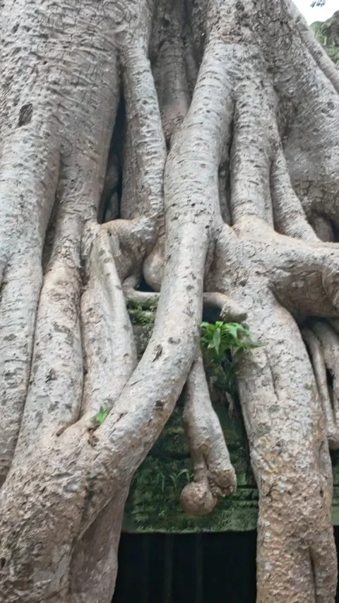 Giant tree roots engulf ancient temple ruins in Siem Reap, Cambodia, Ta Prohm Stock Footage 335920108