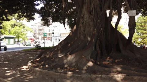 Giant tree roots of Ficus Tree in Valencia Park Spain filmed in 4K video pan . Stock Footage 143300428