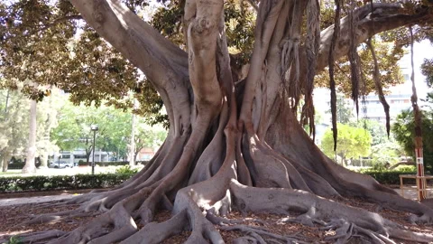 Giant tree roots of Ficus Tree in Valencia Park Spain filmed in 4K video pan and Stock Footage 143300454