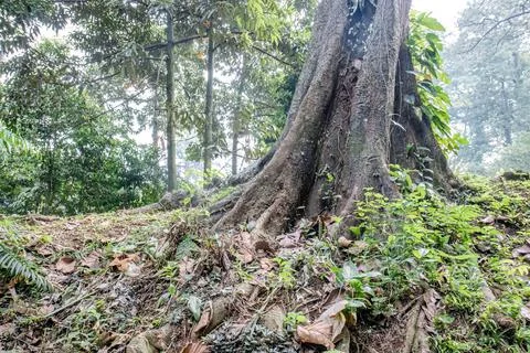 Giant tree roots on a forest hillside Stock Photos