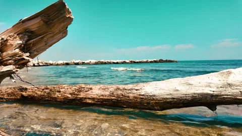 A giant tree by the sea Stock Footage 279146301