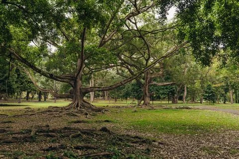 A giant tree with spreading branches provides shade in a quiet green park in the Stock Photos