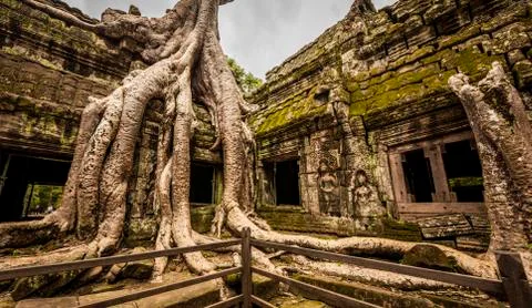 Giant tree in Ta Prohm temple. Stock Photos