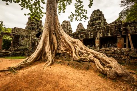 Giant tree in Ta Prohm temple. Stock Photos