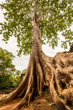 Giant tree in Ta Prohm temple. Stock Photos