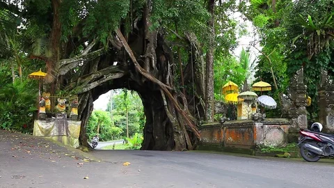 Giant tree in tropical rainforest with gate arch for transport and people Stock Footage 73119293