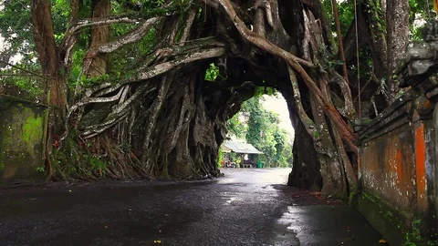 Giant tree in tropical rainforest with gate arch for transport and people Stock Footage 73119362