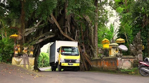 Giant tree in tropical rainforest with gate arch for transport and people Stock Footage 73119448