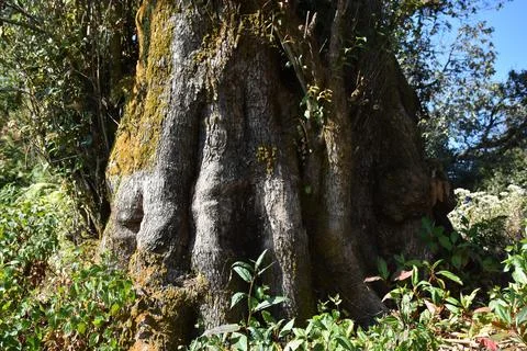 Giant tree trunk bottom Stock Photos