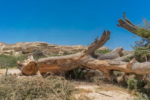 Giant tree trunk fallen in the oasis of the Namibe Desert. Africa. Angola.Gia Foto stock