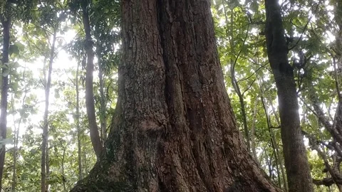 Giant Tree Trunk Stock Footage 329534863