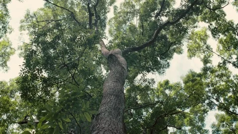 Giant tree trunk reaching up through forest canopy, low-angle view Stock Footage 331685504