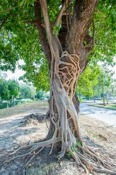 Giant tree trunk with stunning roots 스톡 사진