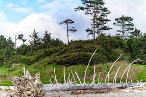 Giant tree trunks on the Pacific coast near a rainforest in Olympic Nationa.. Stock-Fotos