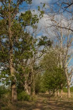 Giant trees in the field Foto stock