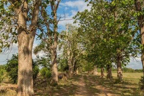 Giant trees in the field Stock Photos