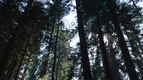 Giant Trees Stock Footage 78215322