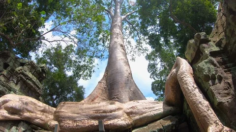 Giant trees at Prasat Ta Prohm in Angkor thom complex at Siem Reap, Cambodia 스톡 동영상 108160946