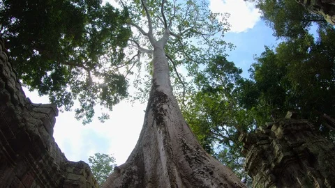 Giant trees at Prasat Ta Prohm in Angkor thom complex at Siem Reap, Cambodia Stock Footage 108161130