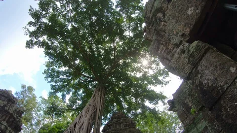 Giant trees at Prasat Ta Prohm in Angkor thom complex at Siem Reap, Cambodia Stock Footage 108161709