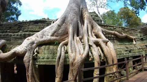 Giant trees at Prasat Ta Prohm in Angkor thom complex at Siem Reap, Cambodia Stock Footage 108162647