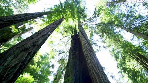 Giant Trees at Redwood Forest Video stock 150689995