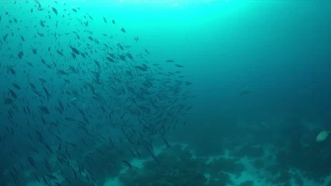 Giant Trevallies and a school of fusilie... | Stock Video | Pond5