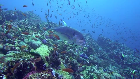 Giant Trevally Being Cleaned Stock Footage 81942504