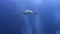 Giant trevally SD Footage