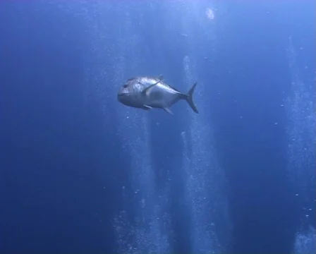 Giant trevally Stock Footage 573140