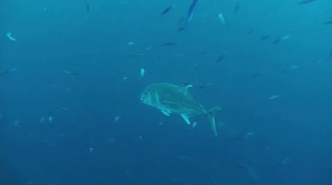 Giant trevally Stock Footage 22875298
