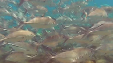 Giant trevally Stock Footage 35348675