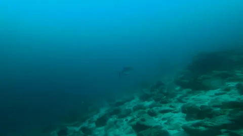 The Giant Trevally Stock Footage 246535412