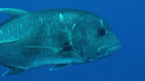 Giant Trevally passing close in front of the camera Stock Footage 153456780