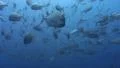 Giant trevally school SD Footage