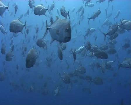Giant trevally school Video stock 572369