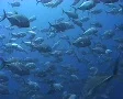 Giant trevally school / shoal SD Footage