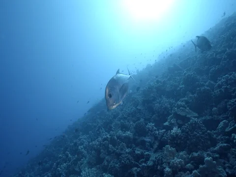Giant trevally swimming quickly Stock Footage 80572142