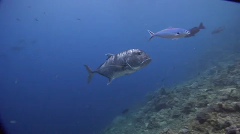 Giant trevally swimming on shallow coral reef, Caranx ignobilis, HD, UP17568 Stock Footage 62217254