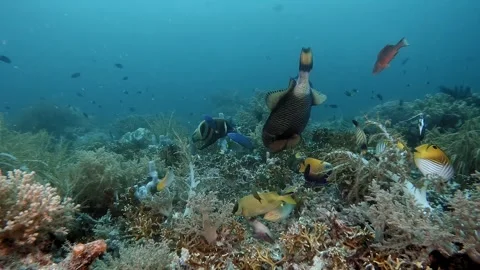 Giant Triggerfish preparing a nest Stock Footage 300432039