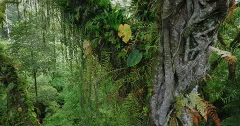 Giant tropical forest tree. Background of a rainforest. Drone view of Bali. Stock Footage 276912043