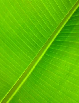 Giant tropical leaf pattern close-up, tropical trees, rainforest and nature Foto stock