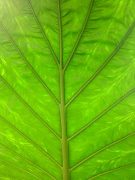 Giant tropical leaf pattern close-up, tropical trees, rainforest and nature Stockfoto's