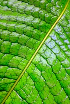 Giant tropical leaf pattern close-up, tropical trees, rainforest and nature Foto stock