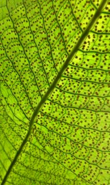 Giant tropical leaf pattern close-up, tropical trees, rainforest and nature Foto stock