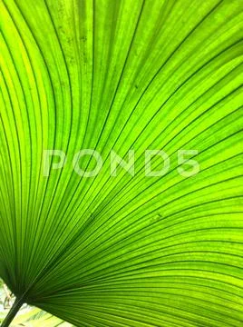 Giant tropical leaf pattern close-up, tropical trees, rainforest and nature Stock Photos
