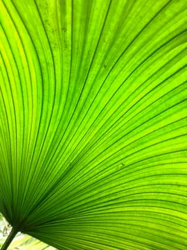 Giant tropical leaf pattern close-up, tropical trees, rainforest and nature Foto stock